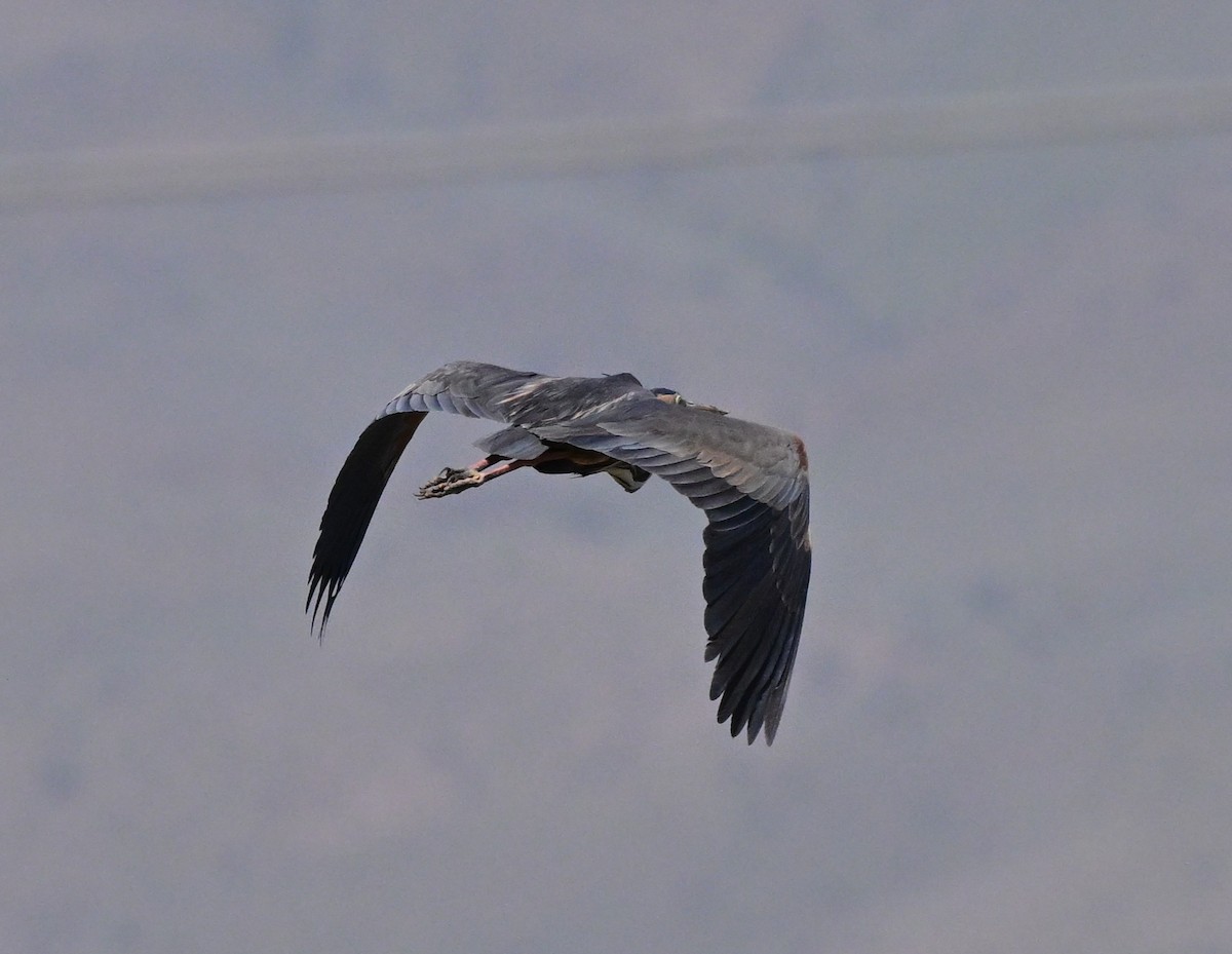 Purple Heron - ML647048484