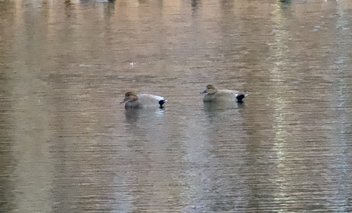 Нерозень - ML647048486