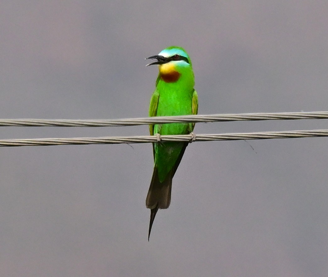 vlha modrolící - ML647048498