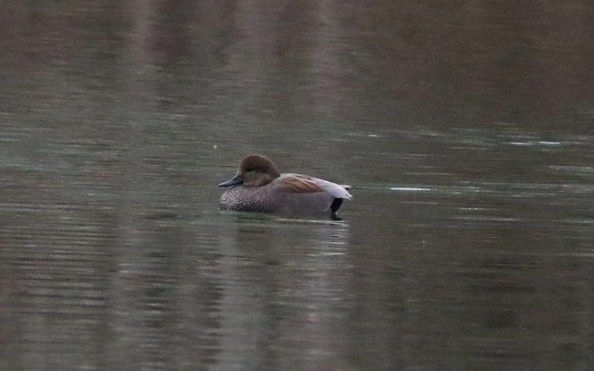 Нерозень - ML647048504