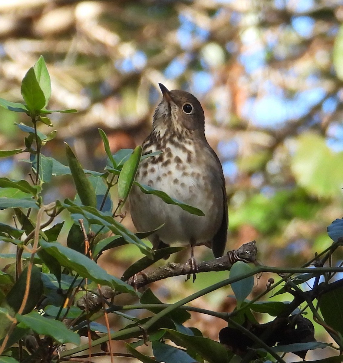 Zorzalito Colirrufo - ML647048517