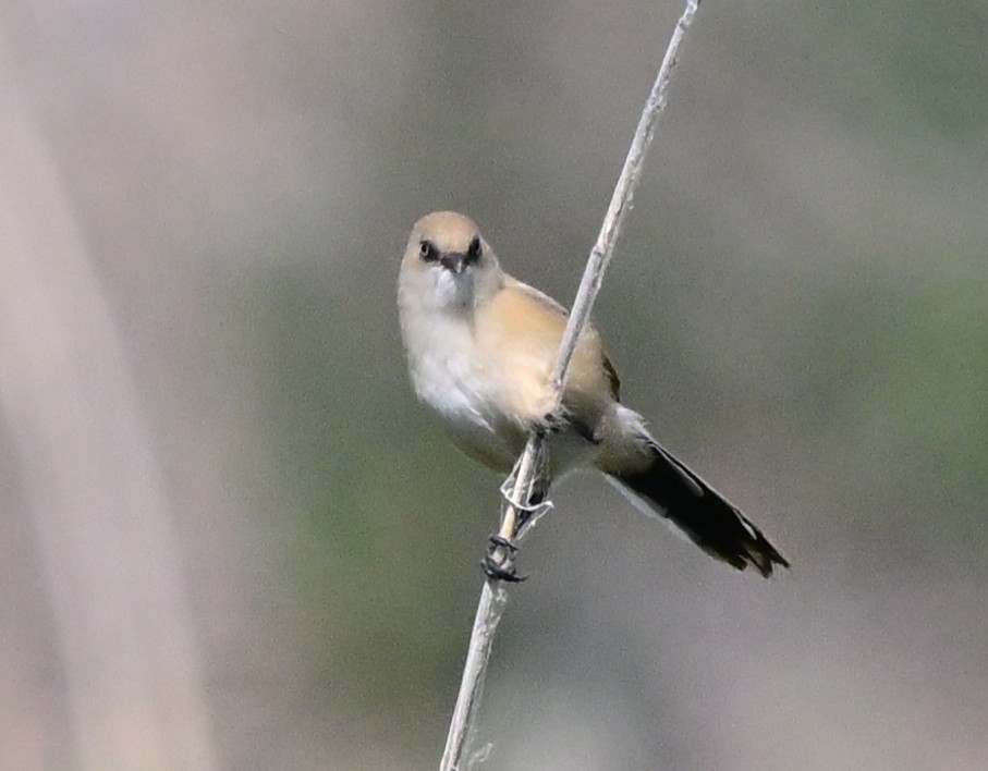 Сахалт хөх бух - ML647048521