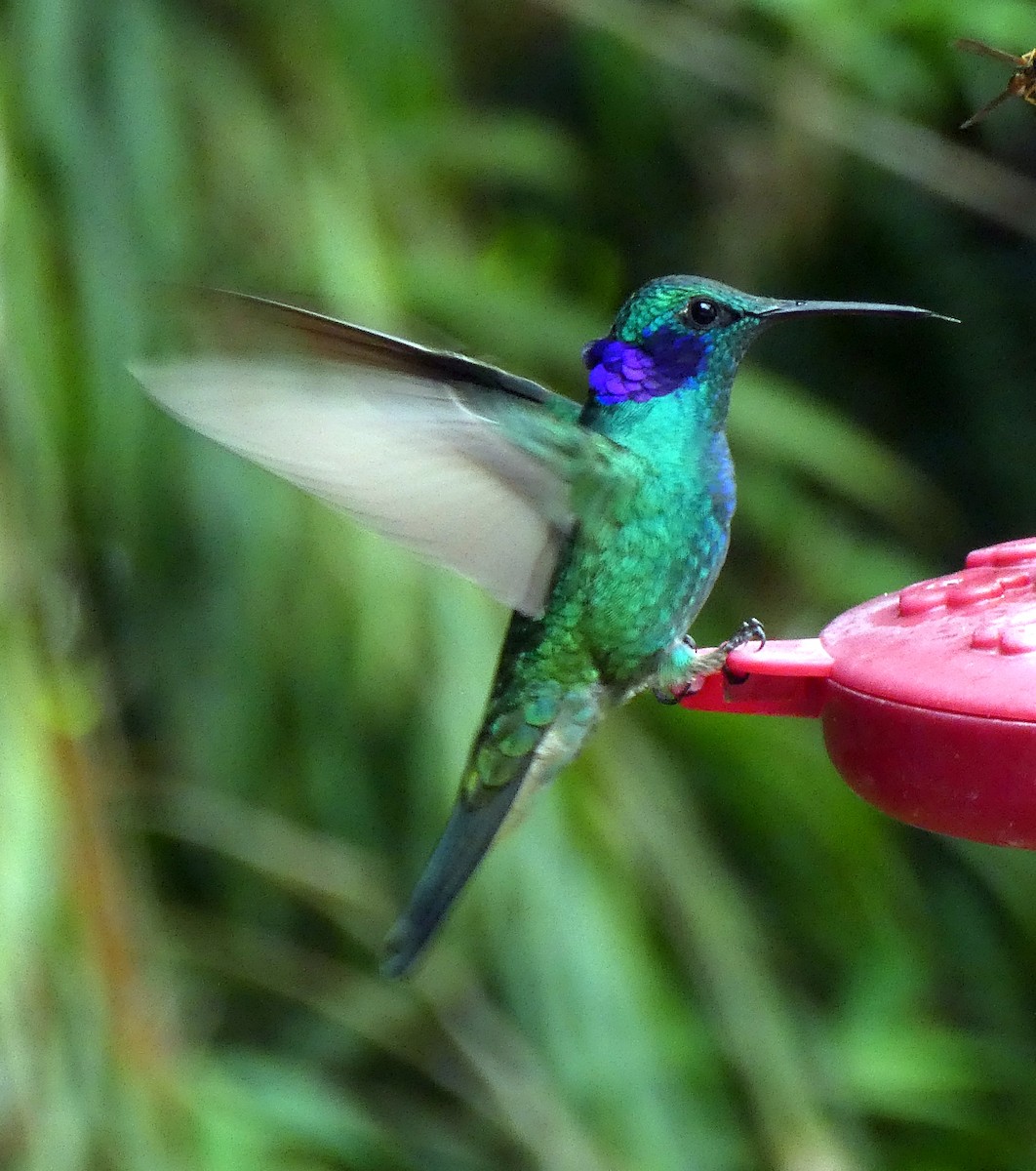 Lesser Violetear - ML647048523