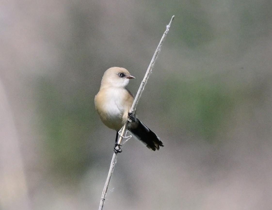 Сахалт хөх бух - ML647048524