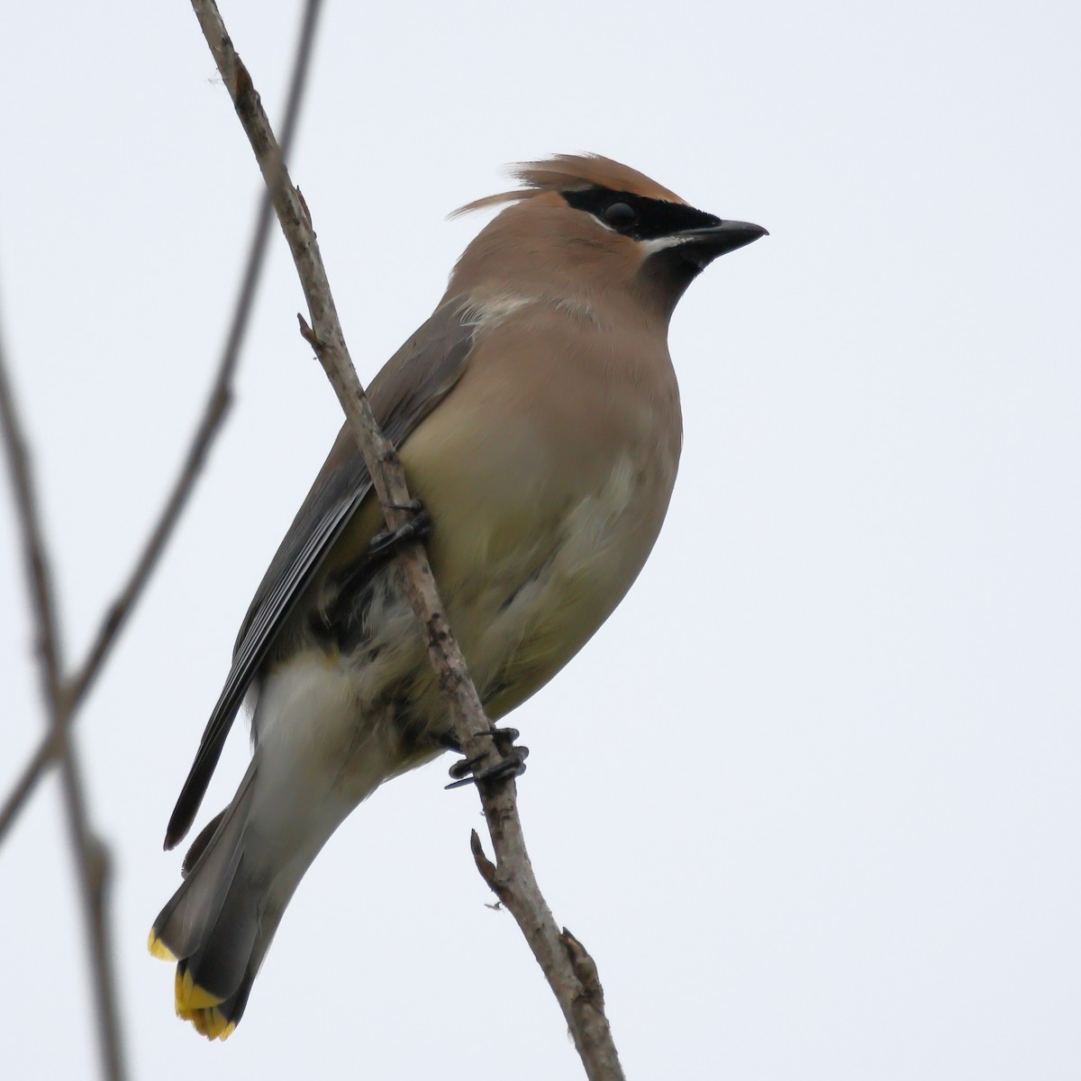 Кедровый свиристель - ML647048525