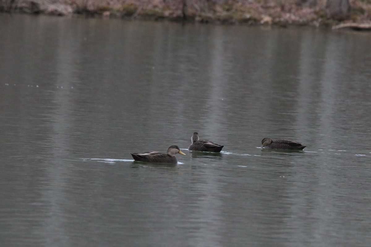American Black Duck - ML647048530