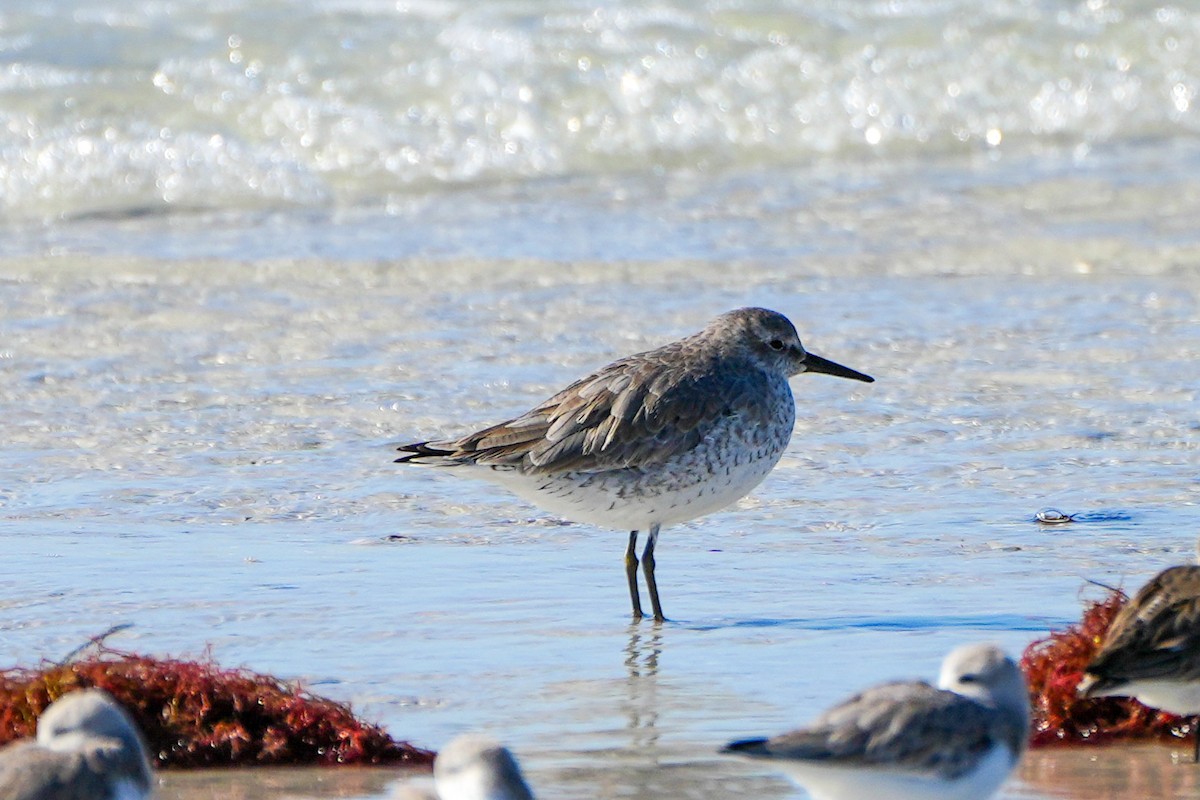 Bécasseau maubèche - ML647048532