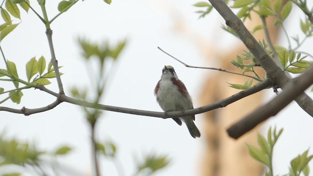 Chestnut-sided Warbler - ML647048543