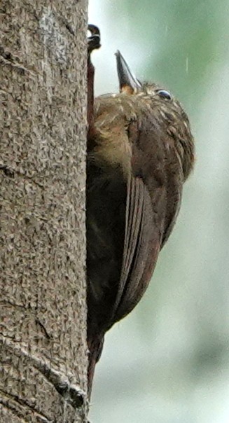 Wedge-billed Woodcreeper - ML647048549