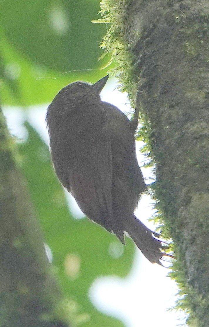 Wedge-billed Woodcreeper - ML647048550