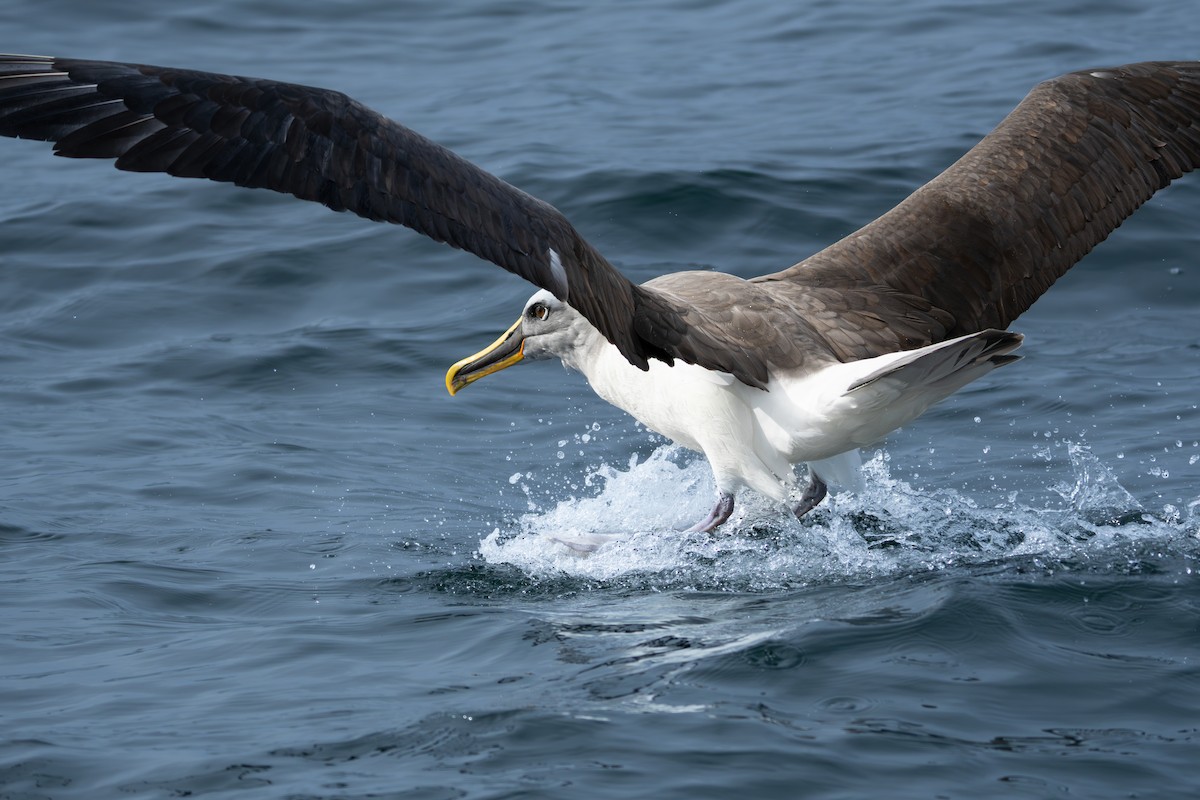 Buller's Albatross - ML647048552
