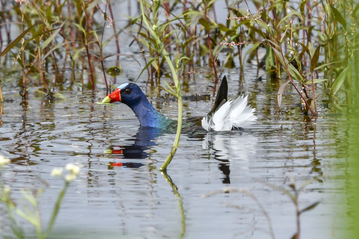 Uroilo urdin amerikarra - ML647048555