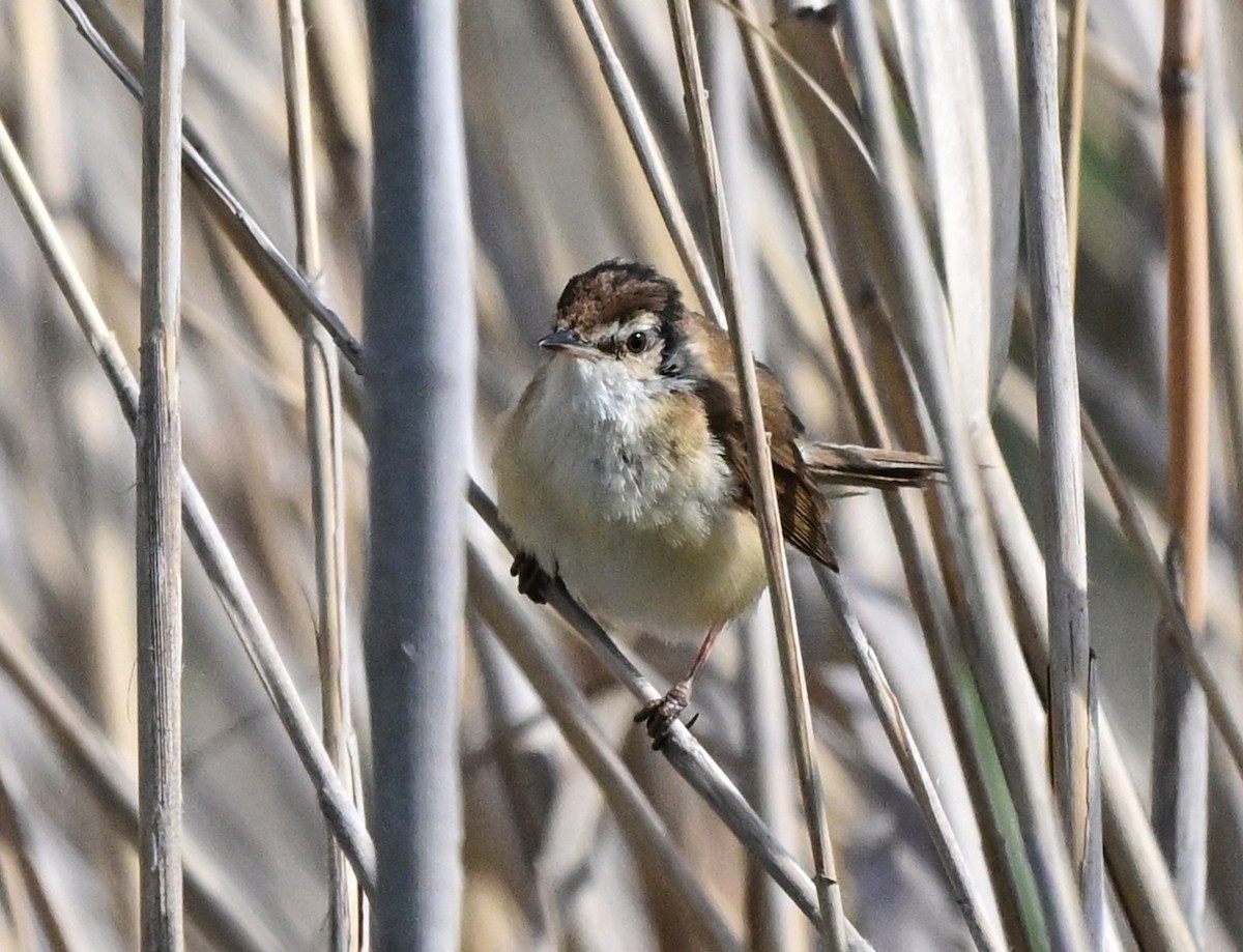 Хээрийн охил бялзуухай - ML647048556