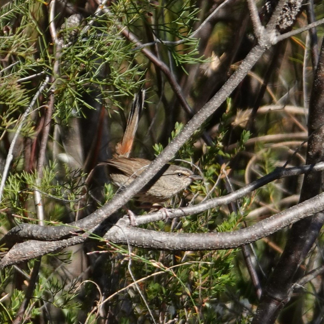 Chestnut-rumped Heathwren - ML647048557