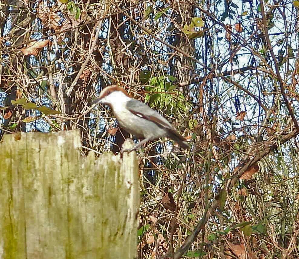 Sittelle à tête brune - ML647048559