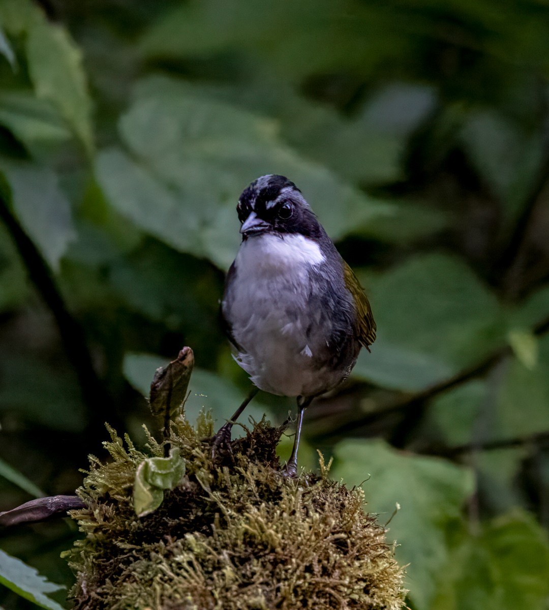 Gray-browed Brushfinch - ML647048560