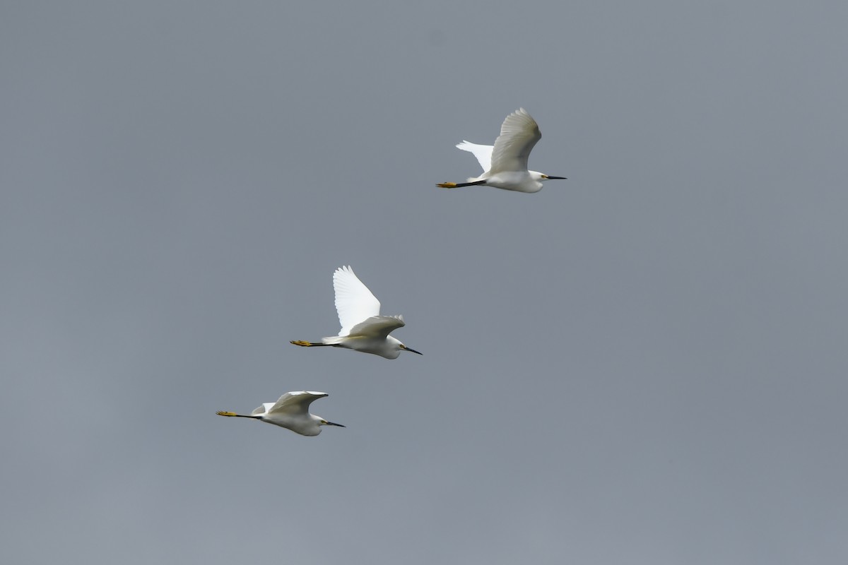 Karbeyaz Balıkçıl - ML647048569