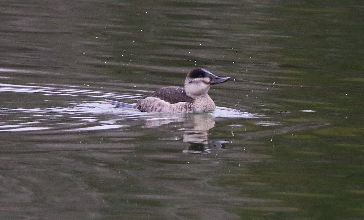 Ruddy Duck - ML647048573