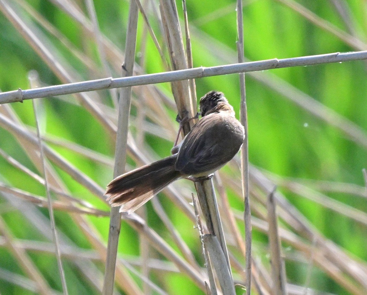 Хээрийн охил бялзуухай - ML647048575