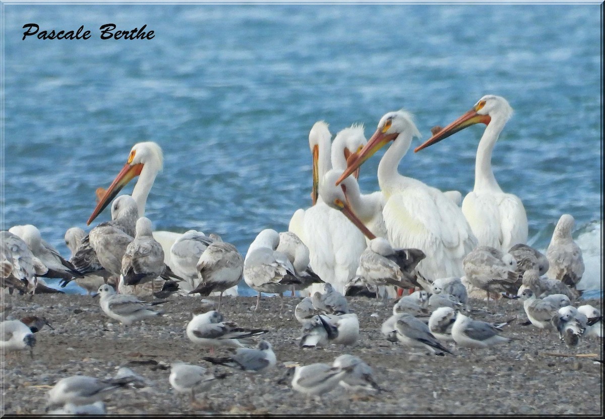 Pélican d'Amérique - ML647048579