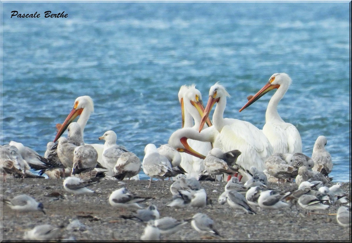 Pélican d'Amérique - ML647048580