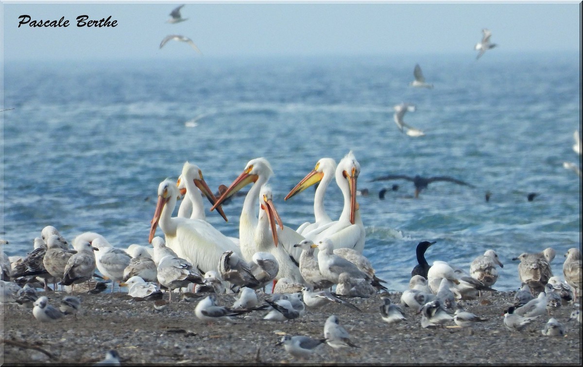 Pélican d'Amérique - ML647048581