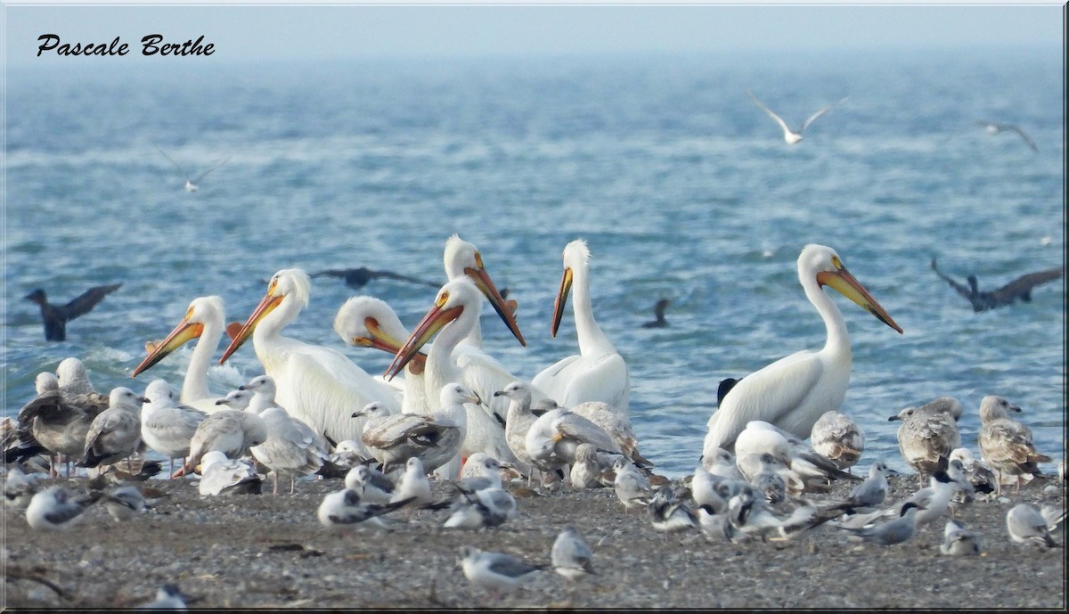 Pélican d'Amérique - ML647048582