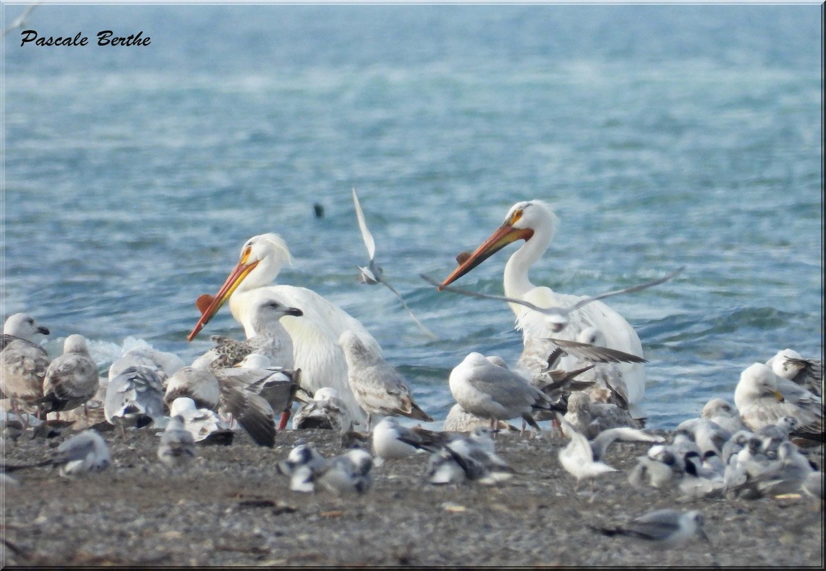 Pélican d'Amérique - ML647048583