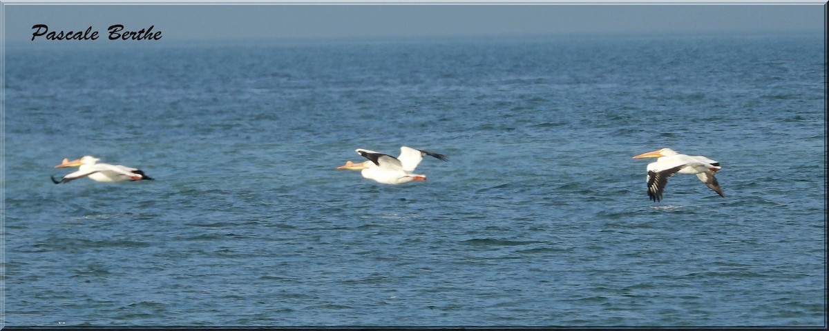 Pélican d'Amérique - ML647048584