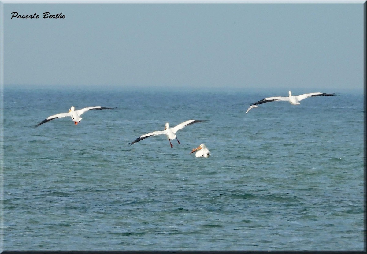 Pélican d'Amérique - ML647048585