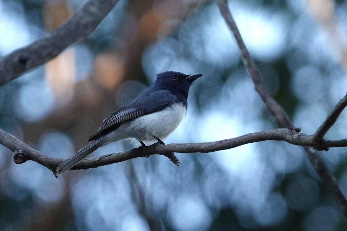 Leaden Flycatcher - ML647048589