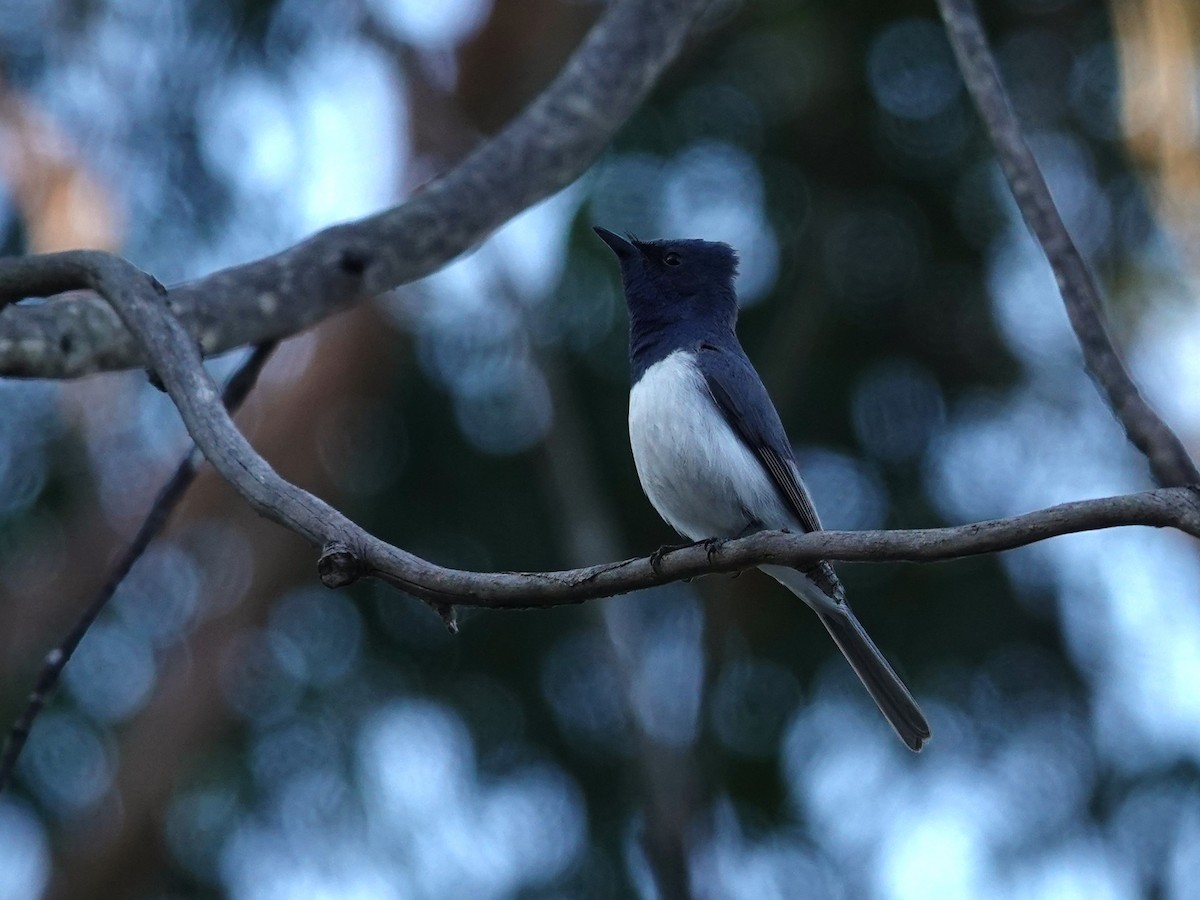 Leaden Flycatcher - ML647048590