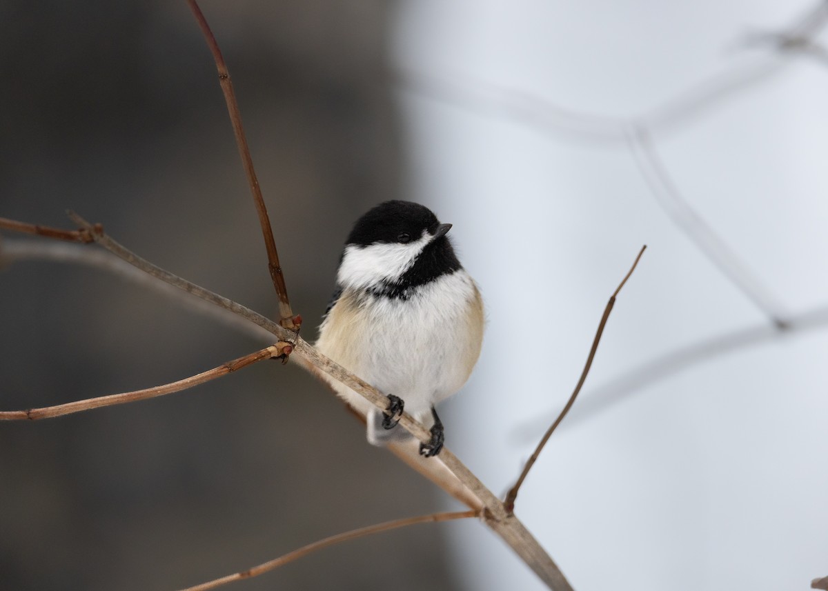 sýkora černohlavá - ML647048595