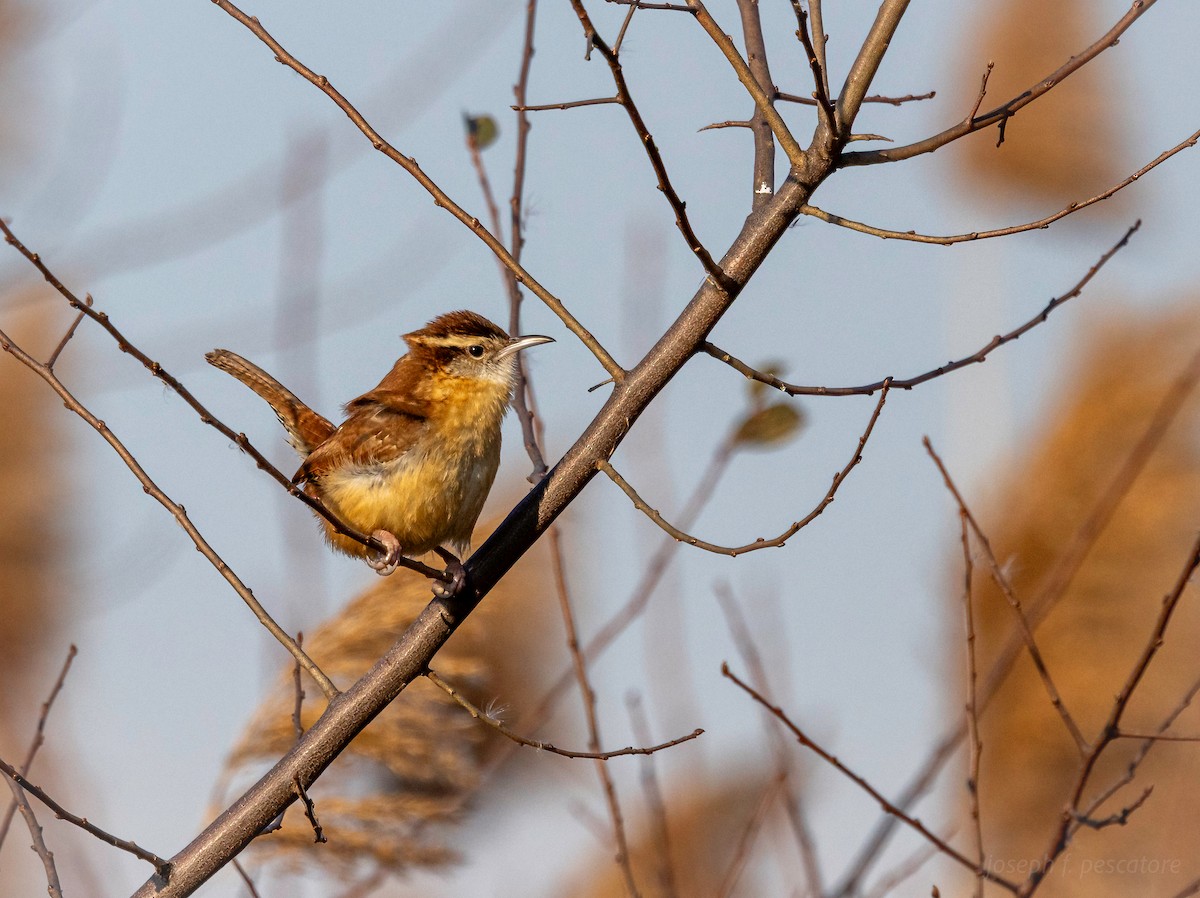 Carolina Wren - ML647048597