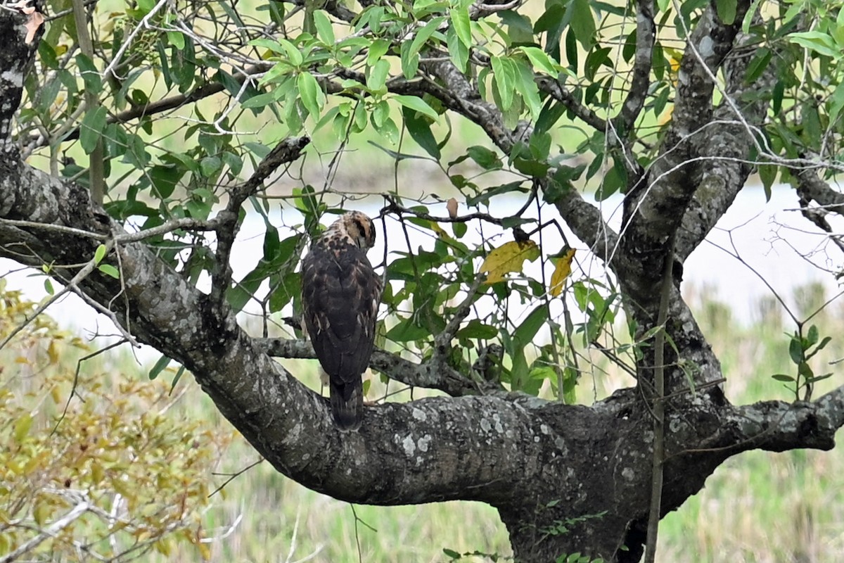 Great Black Hawk - ML647048598