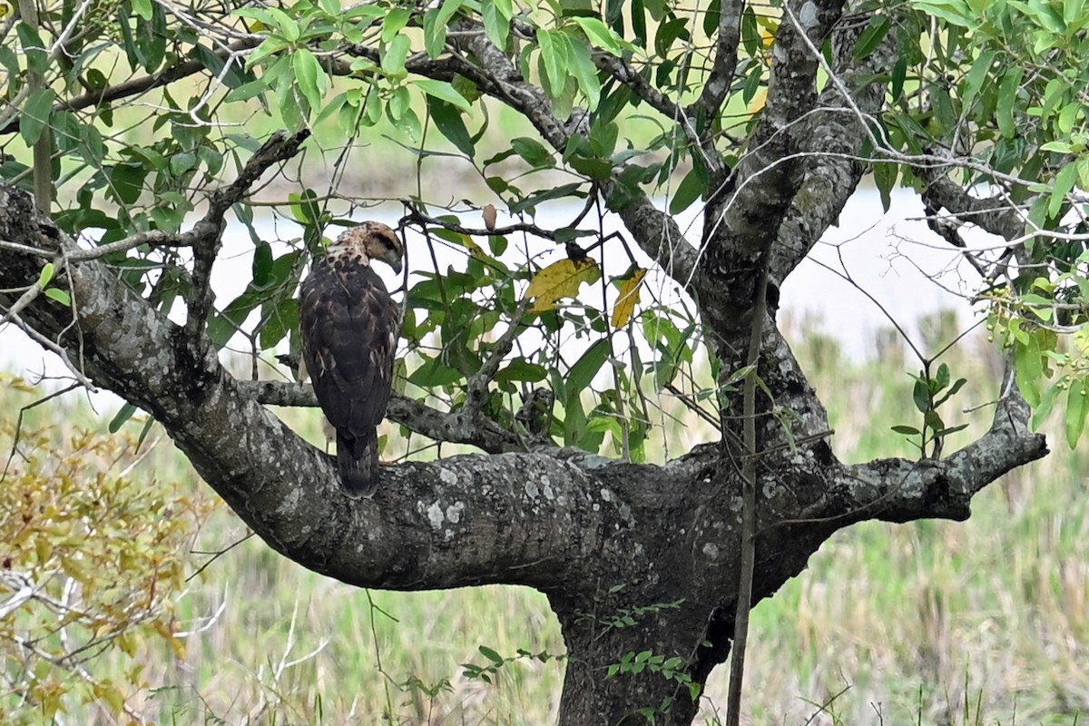 Great Black Hawk - ML647048600