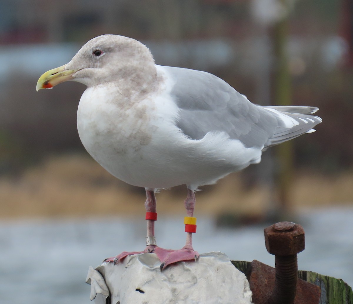 Glaucous-winged Gull - ML647048601