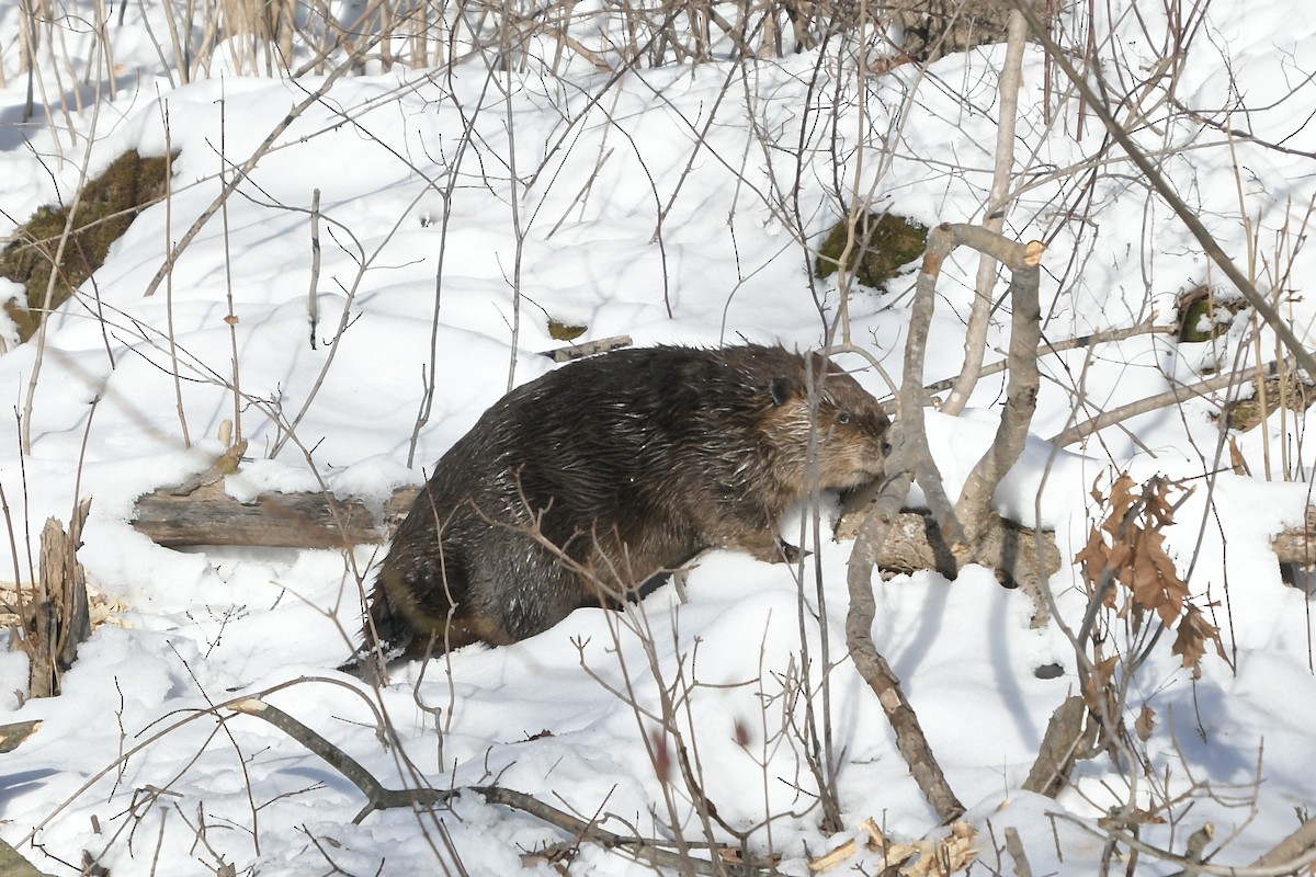 Mammals - ML647048612