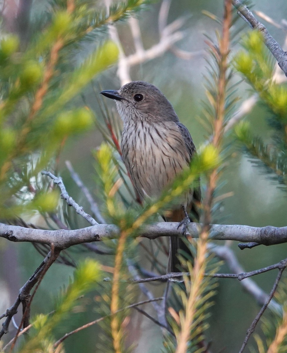 Rufous Whistler - ML647048613