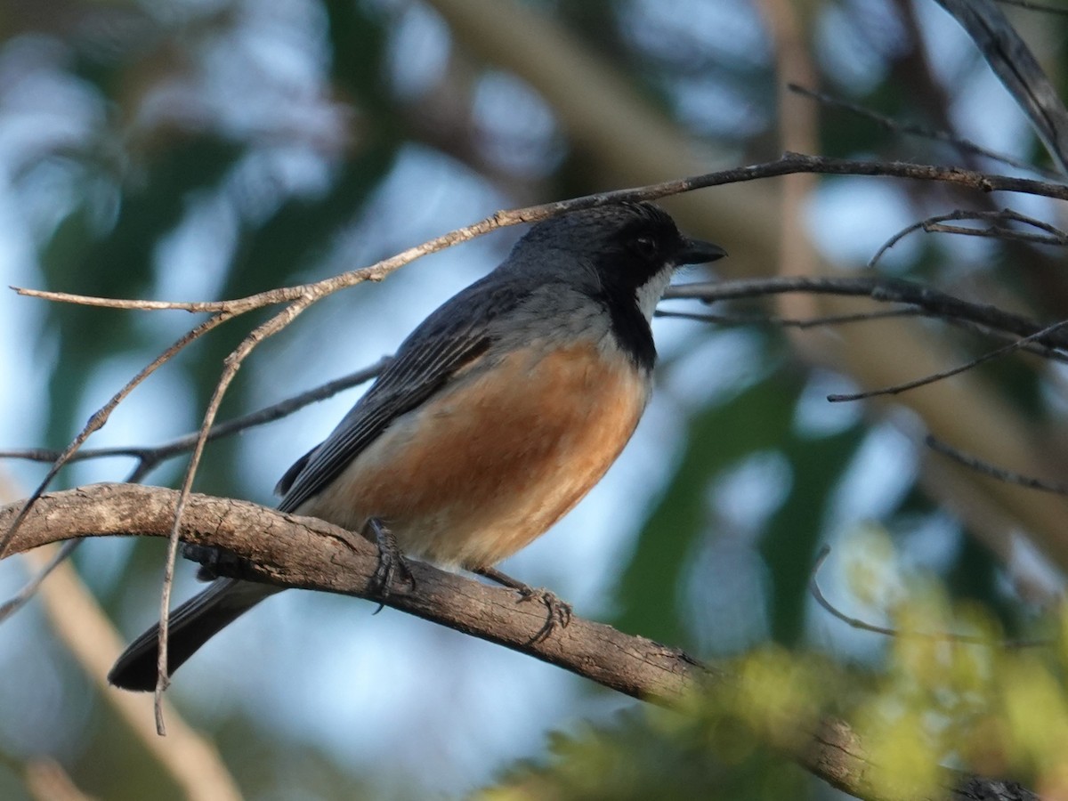 Rufous Whistler - ML647048614