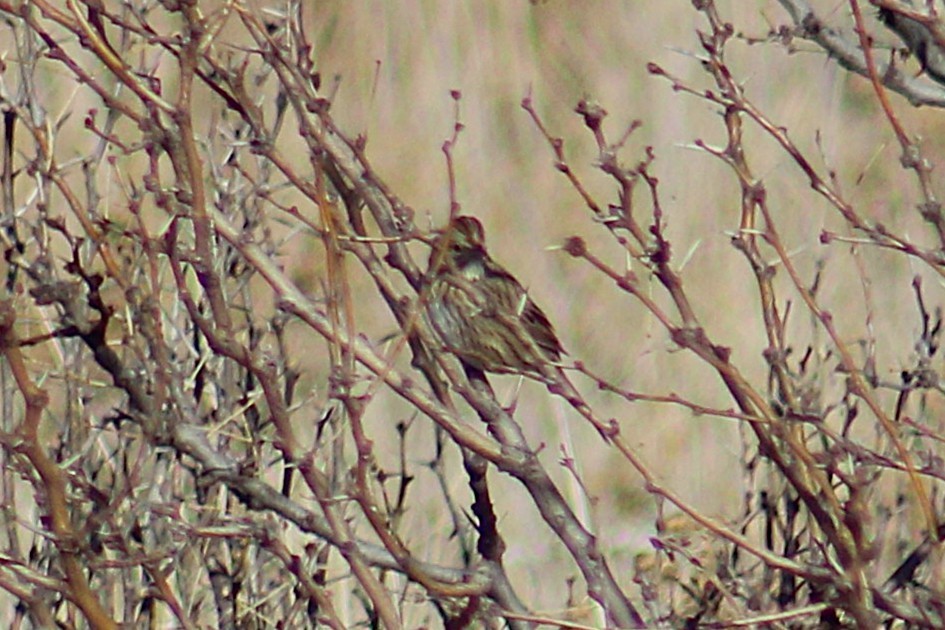 Lincoln's Sparrow - ML647048617