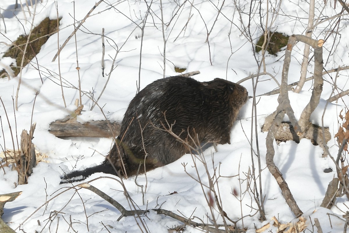 Mammals - ML647048622