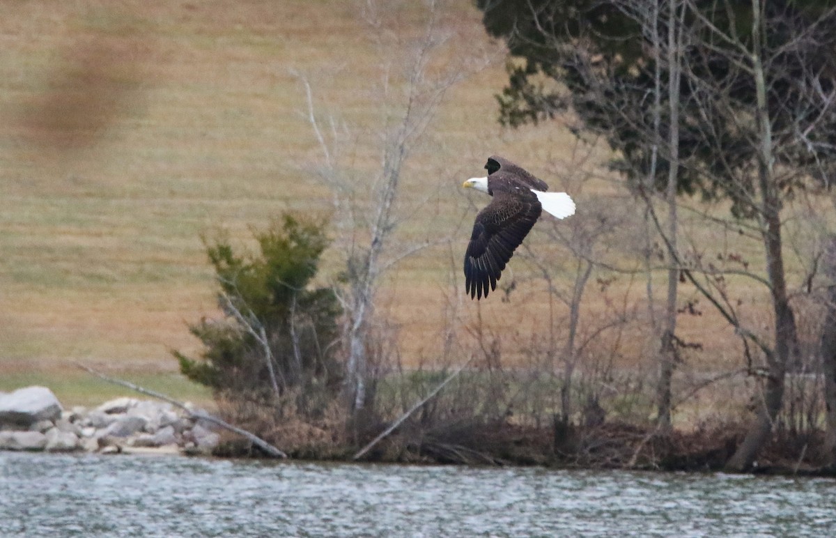 Bald Eagle - ML647048623