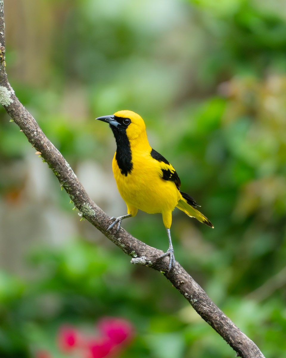 Yellow-tailed Oriole - ML647048625