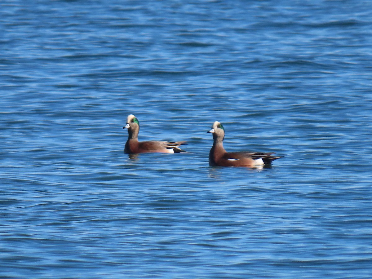 Canard d'Amérique - ML647048627