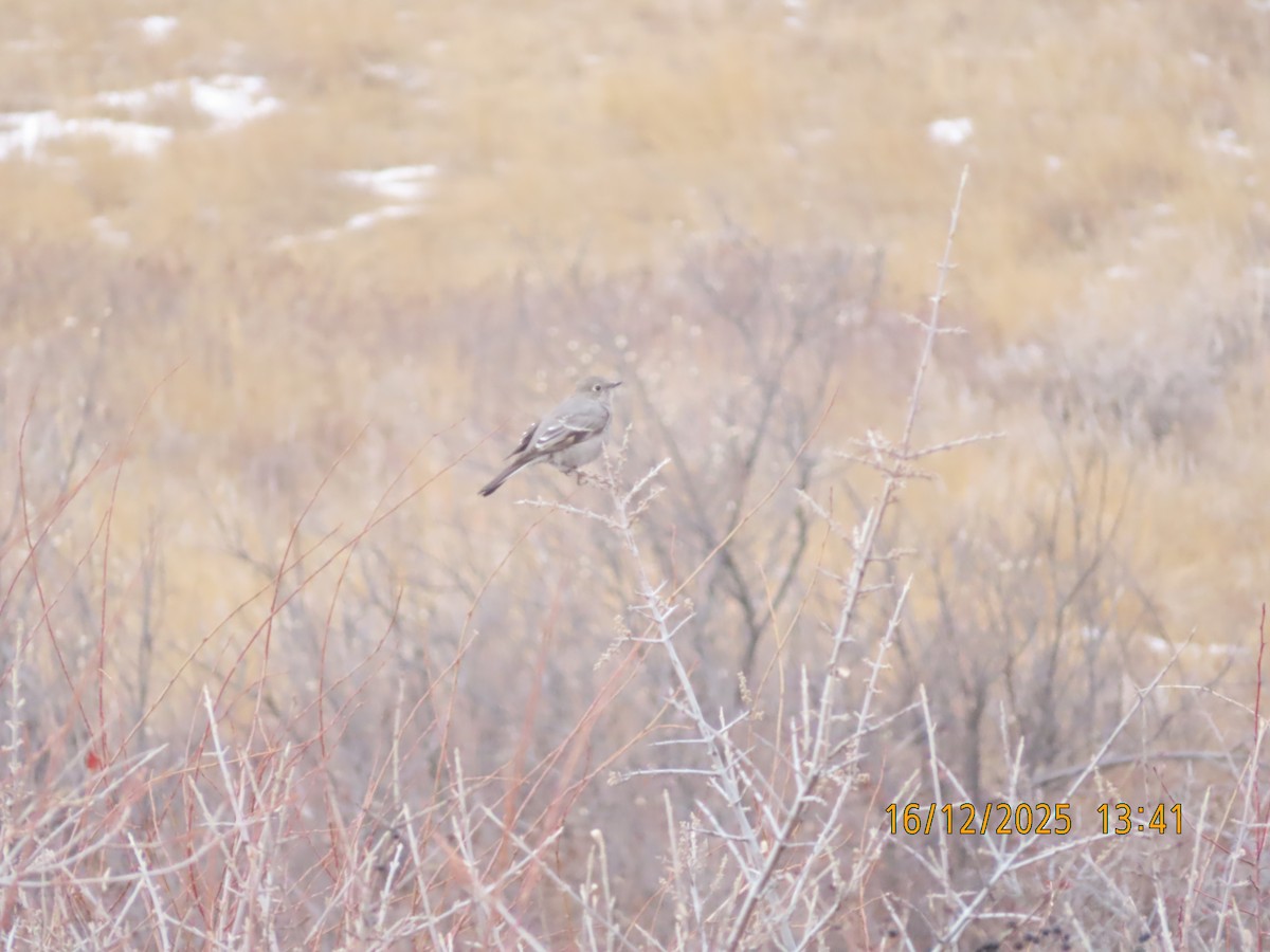 Townsend's Solitaire - ML647048643