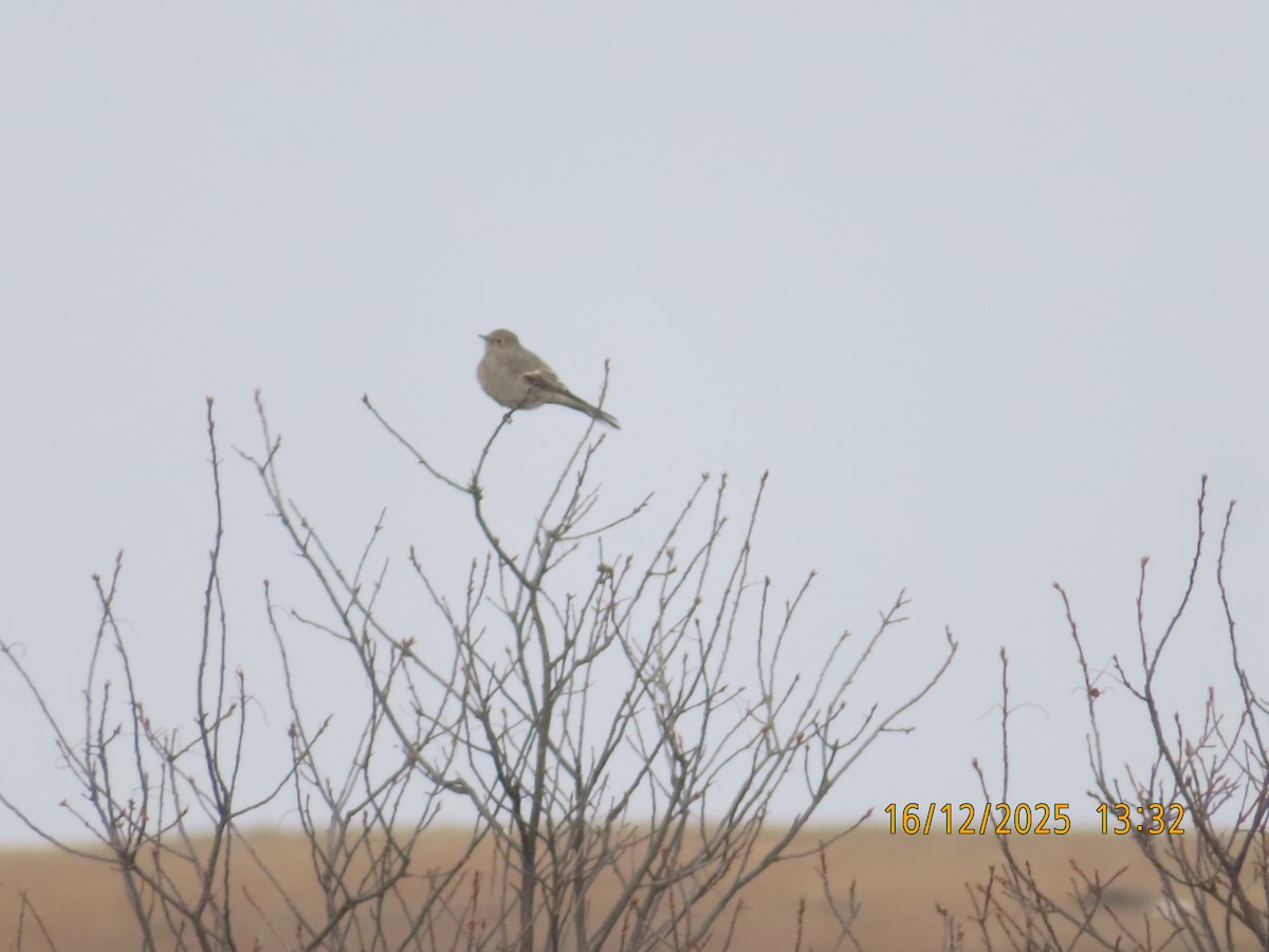Townsend's Solitaire - ML647048644