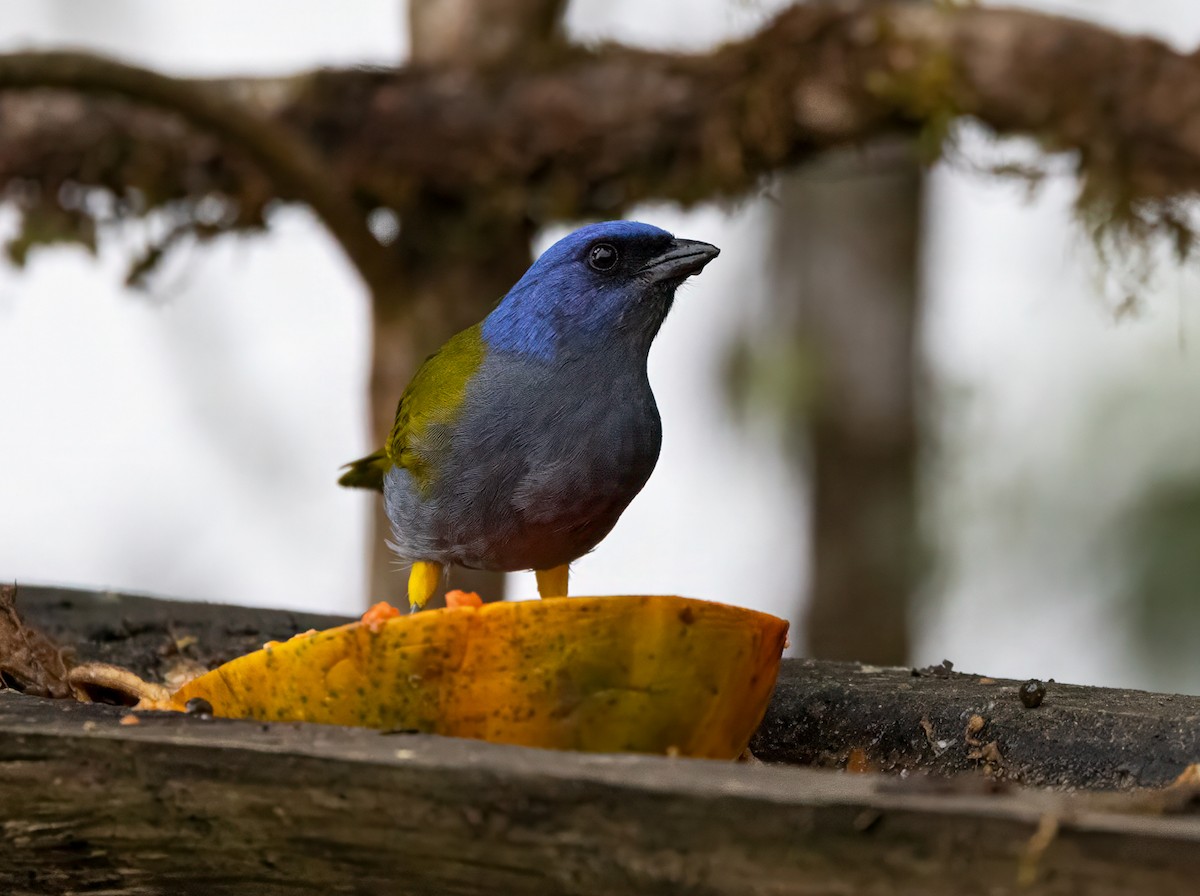 Blue-capped Tanager - ML647048647