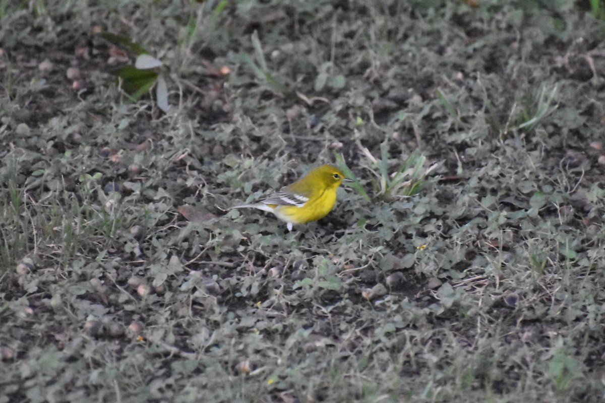 סבכון אורנים - ML647048661