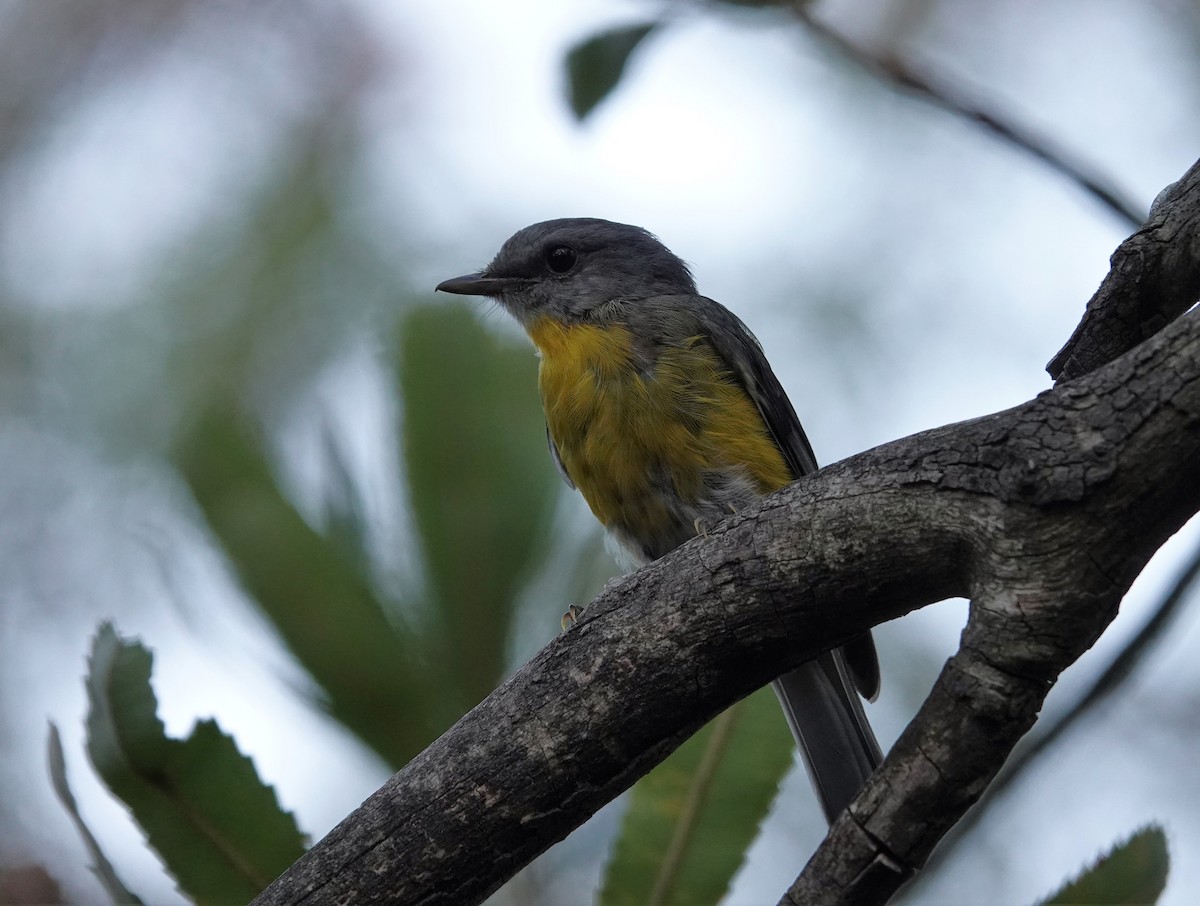 Eastern Yellow Robin - ML647048663